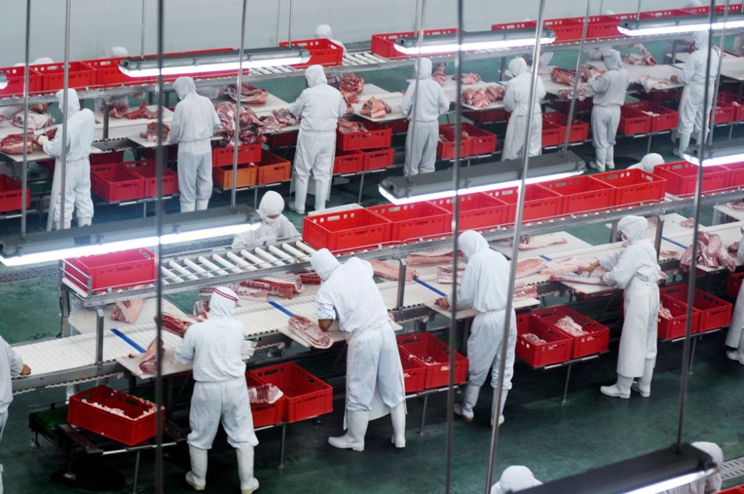 MULTIPLE WORKERS IN WHITE SUITS AND PROTECTIVE MASKS WORK ON A MEAT PRODUCTION LINE