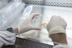 A close up of two hands wearing white medical gloves, swabbing a round container