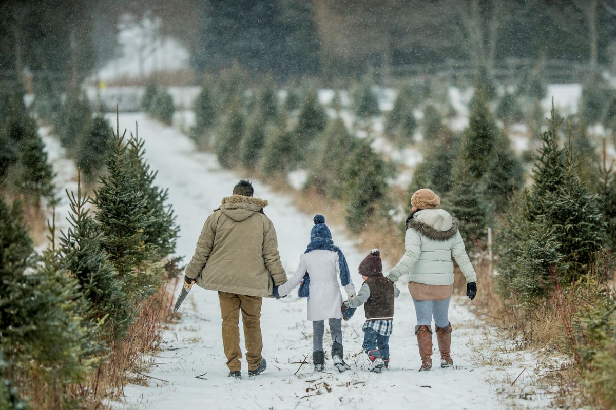 Christmas tree farm holidays family istock fatcamera 869238786