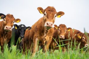 A field of brown cows standing in a patch of green grass