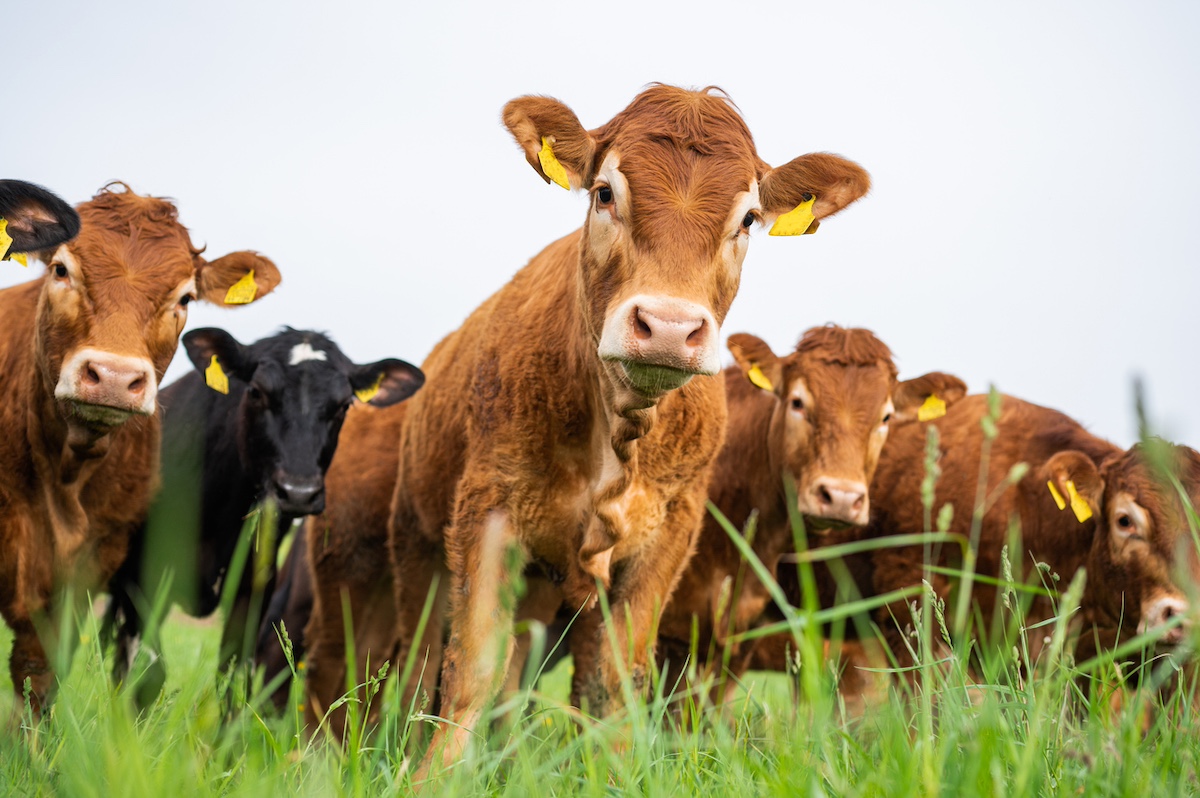 Cattle farm istock 2148142112