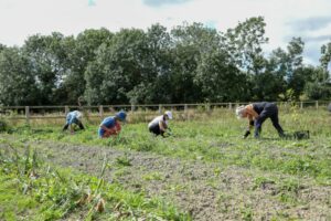 FOUR PEOPLE BEND OVER TO PICK CROPS IN A FIELD, SURROUNDED BY A LOW FENCE AND TREES.