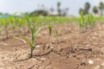 Rows of small, green leafy crops growing from dry, arid dirt