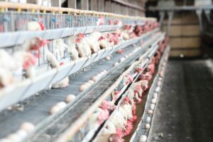 LONG ROWS OF CHICKENS IN METAL CAGES SIT ABOVE TRAYS THAT COLLECT THEIR EGGS.