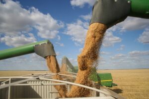 A row of three green combine augers pour yellow grain into grey containers in an open field of wheat on a cloudy day