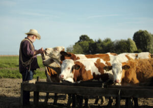 U.S. Ranchers and Meat Packers Could Be the Next Victims of the Trump Trade War